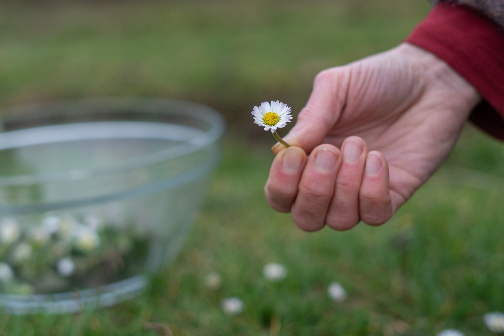 Gänseblümchen sammeln