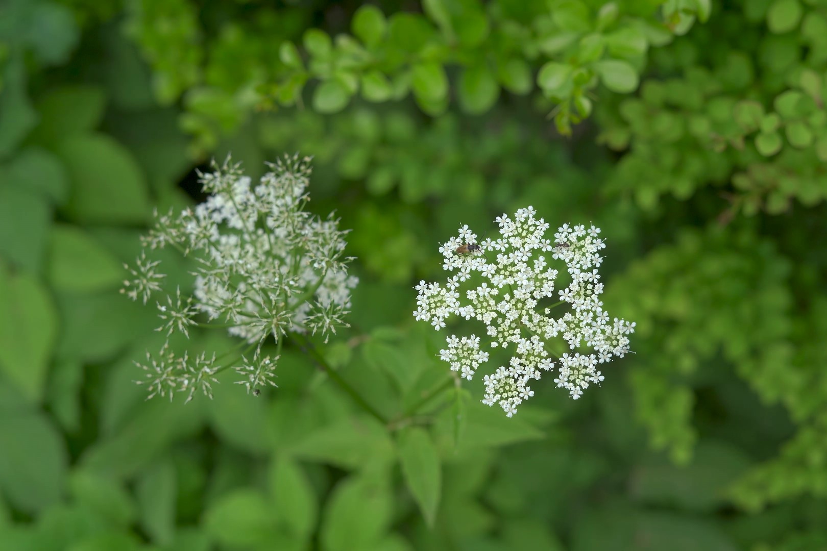 Doldenblütler Giersch