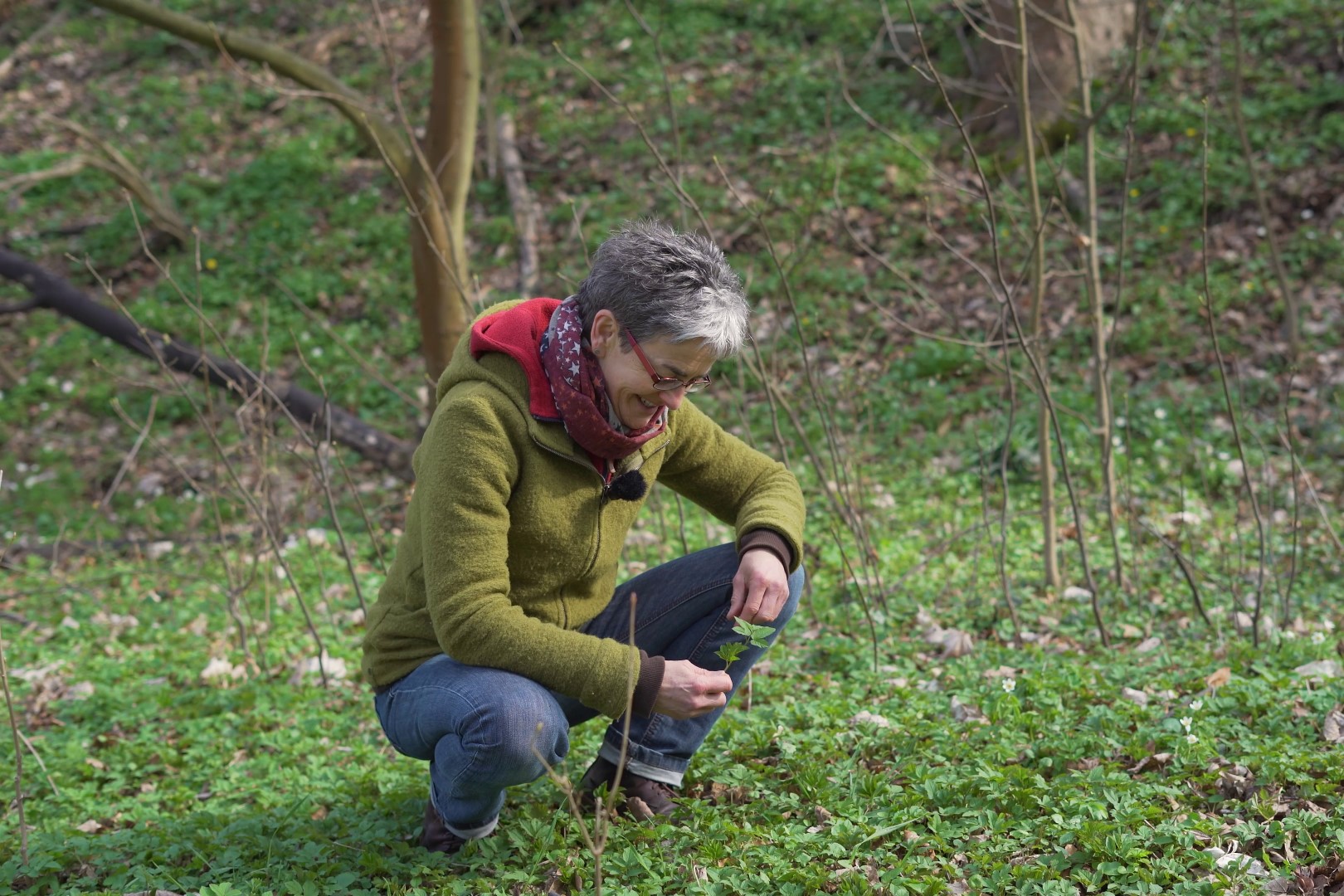 Frühling Giersch Wildpflanzen sammeln