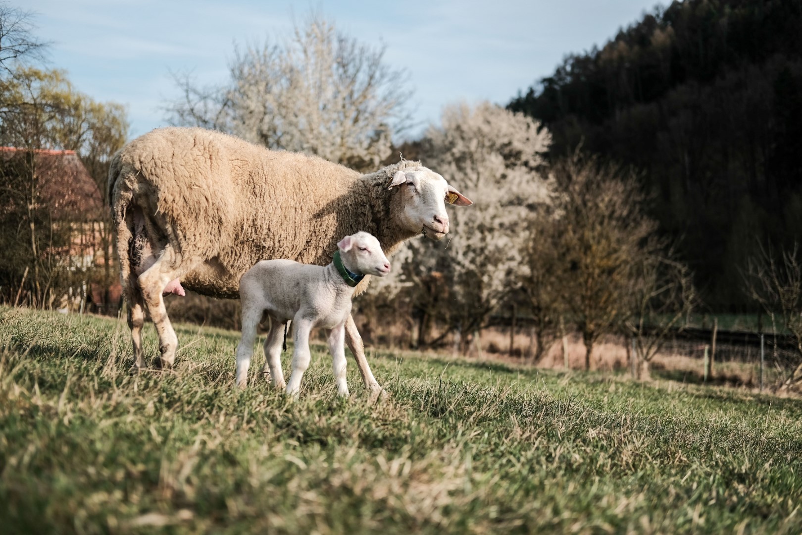 Schafwolle als Filzdeko