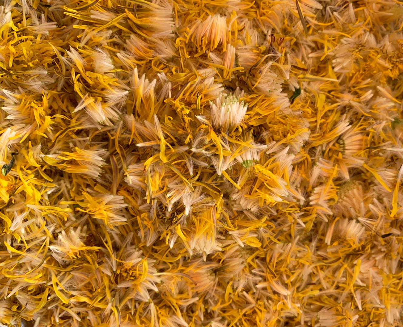 Löwenzahnblüten