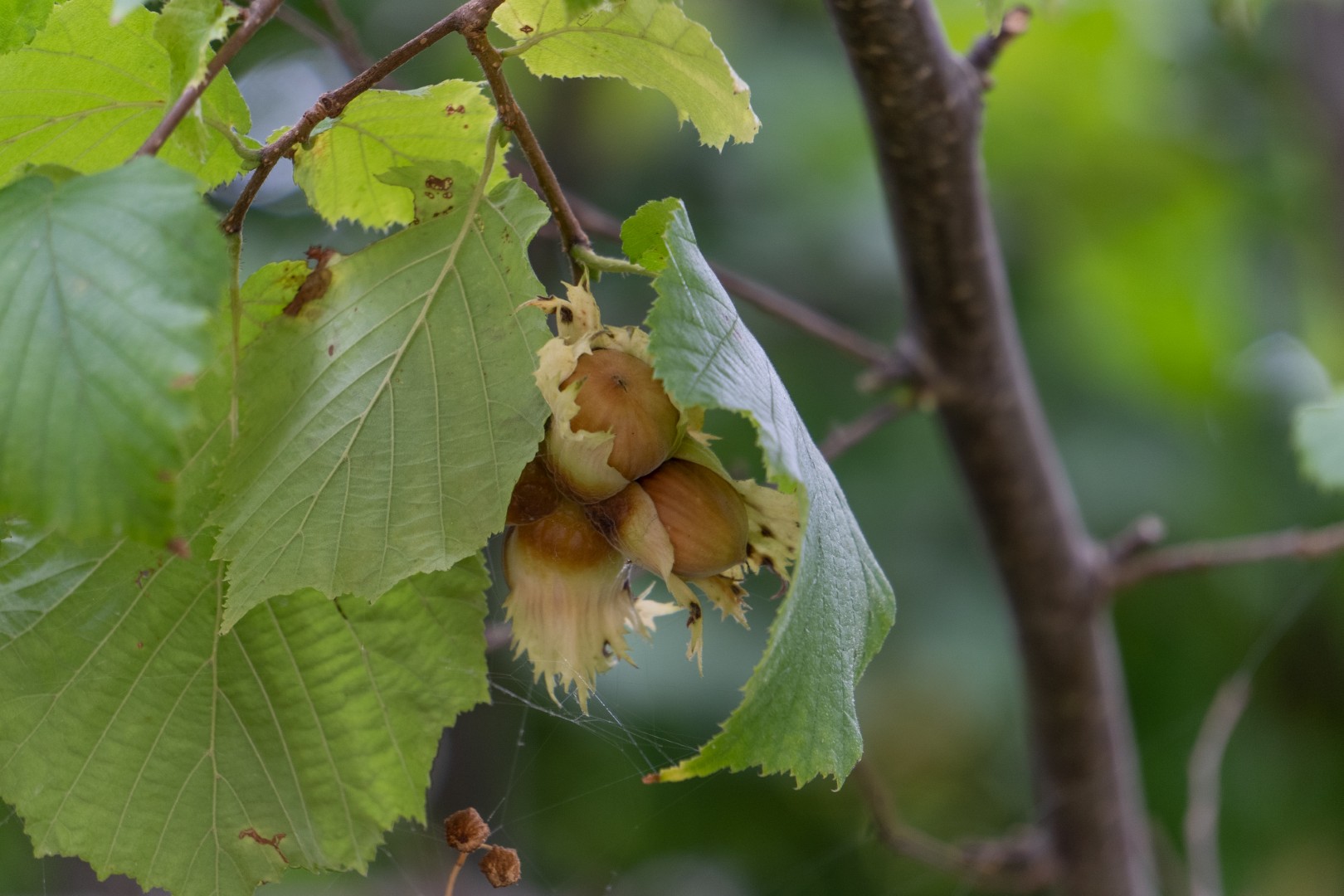 Heimisches Superfood