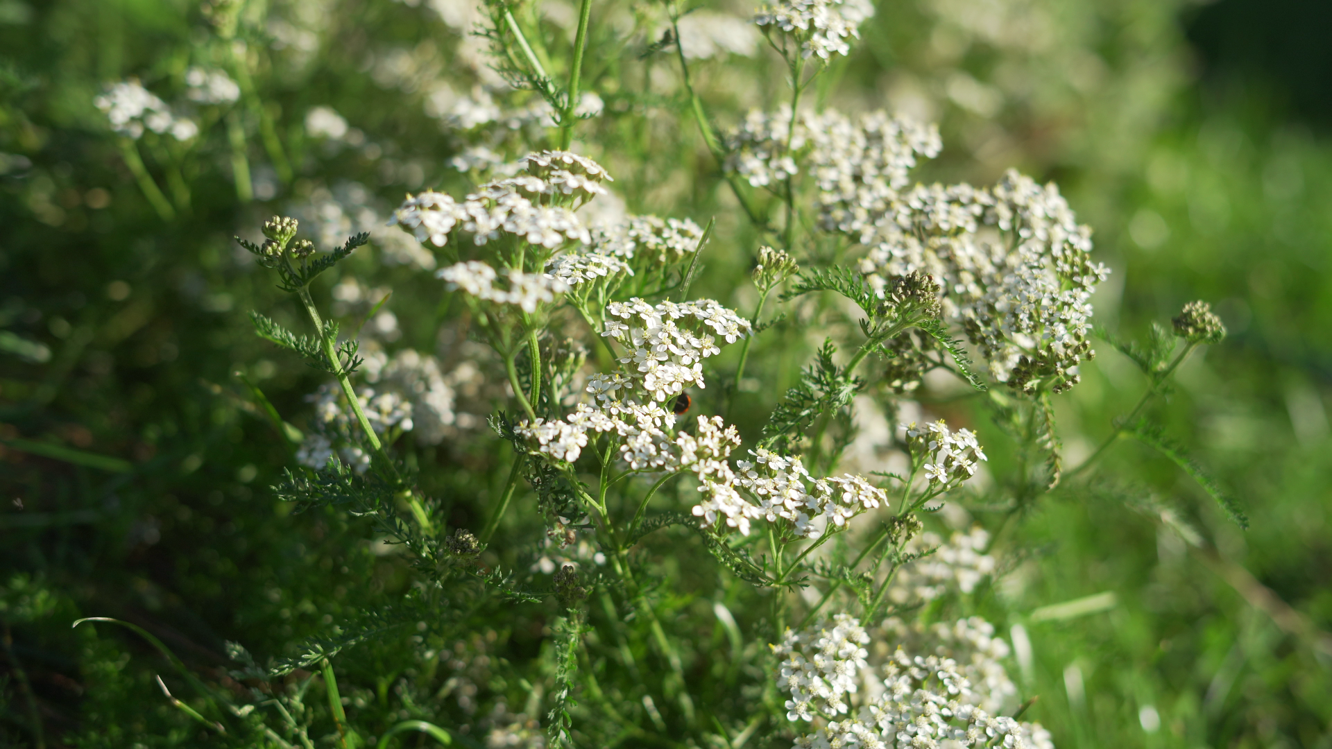 Online Kochkurs Kräuter