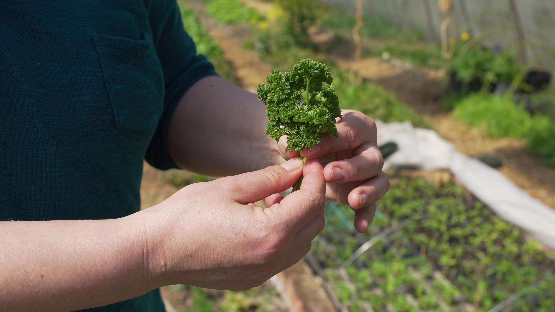 Petersilie anbauen und verarbeiten