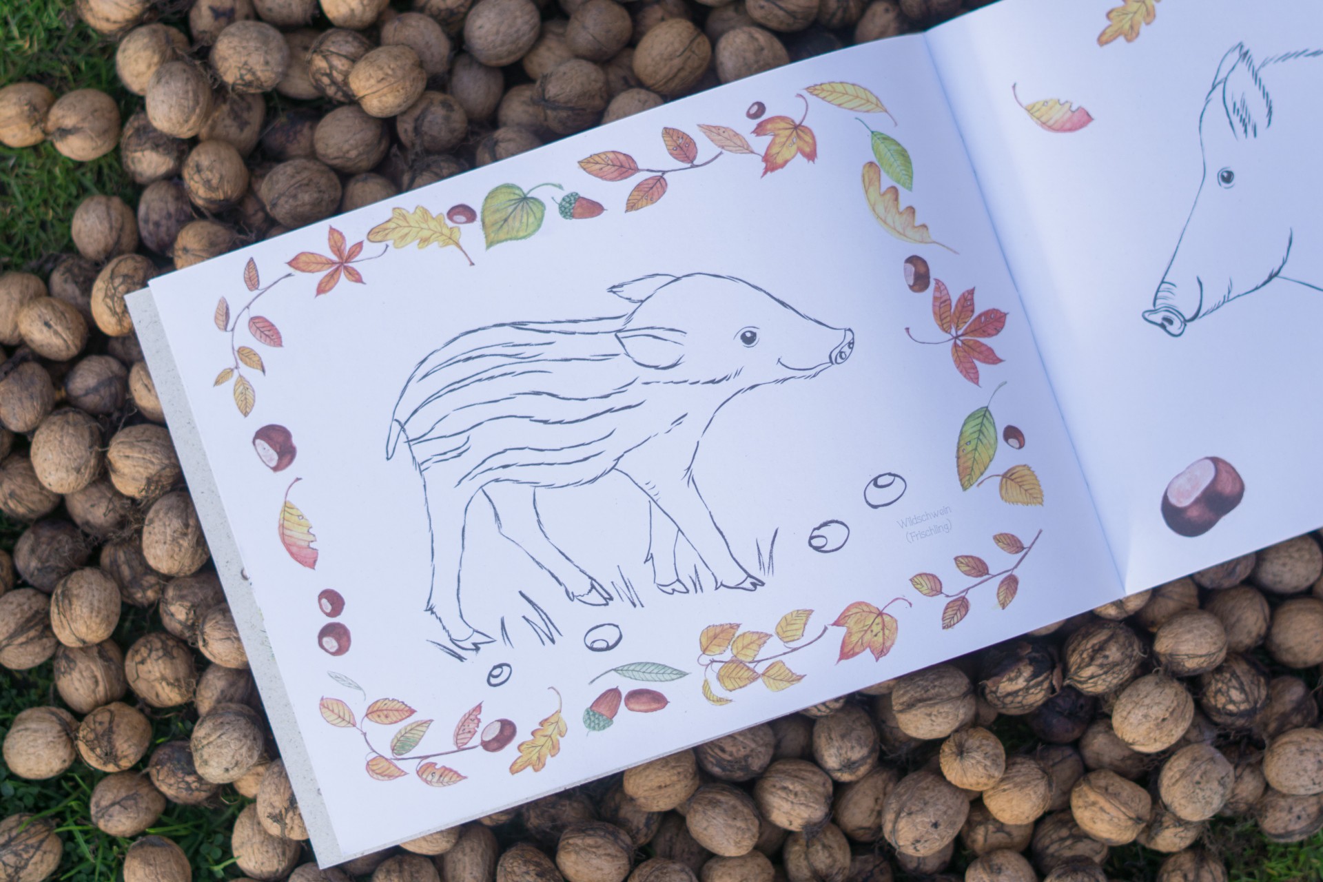 Naturmalbuch - Brigitte Baldrian Naturmalbuch Wildschwein