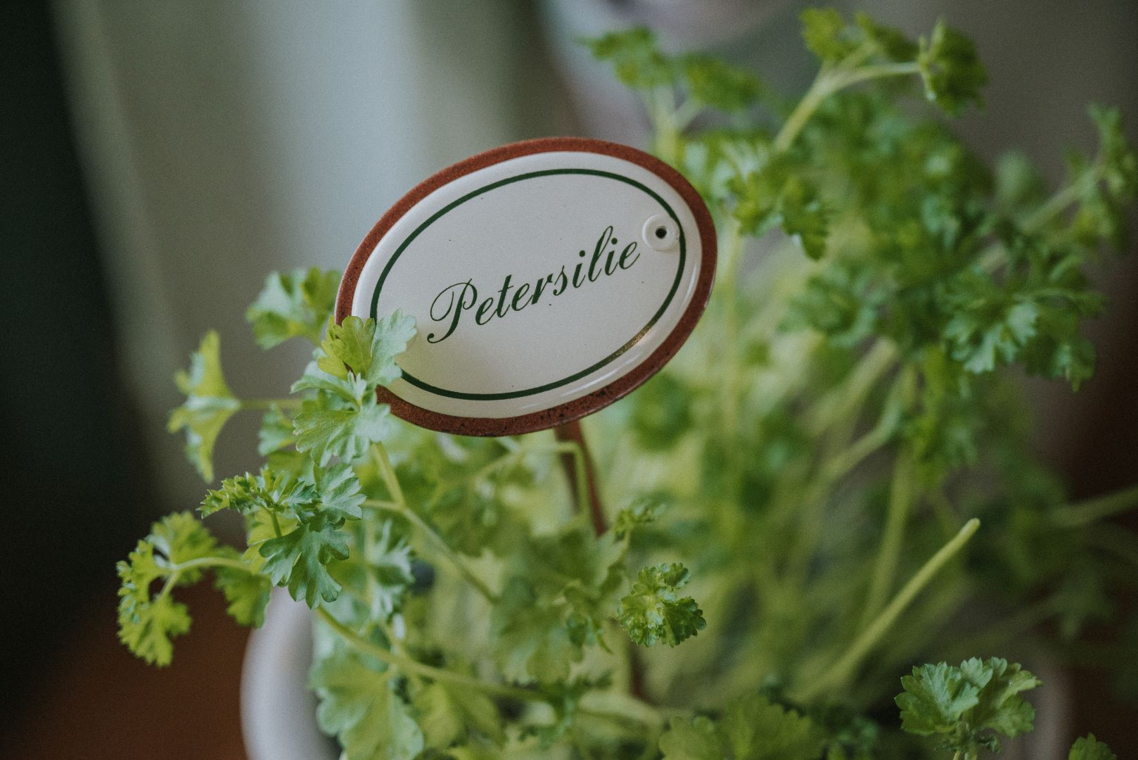 Kräuterstecker Münder Email Petersilie