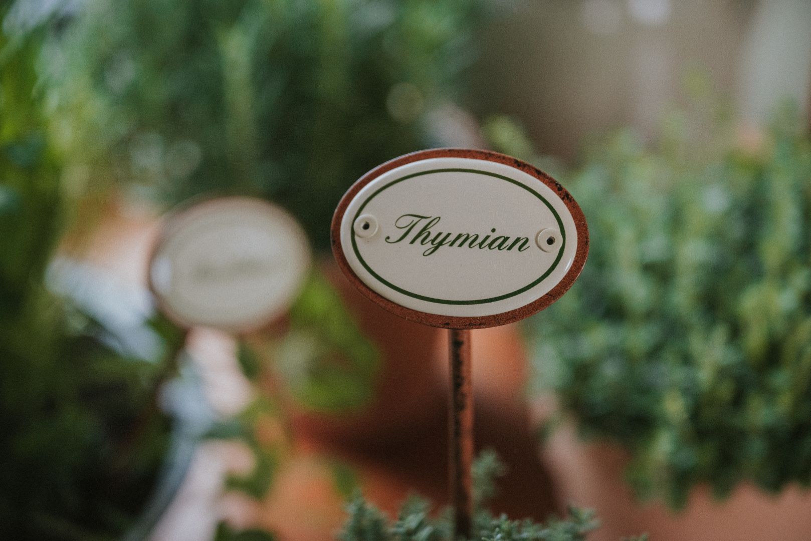 Kräuterstecker Thymian