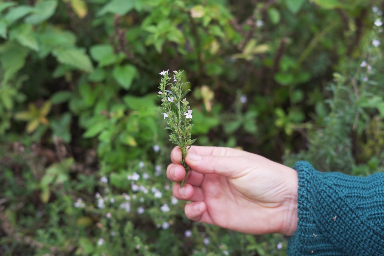 Küchenkräuter im Herbst