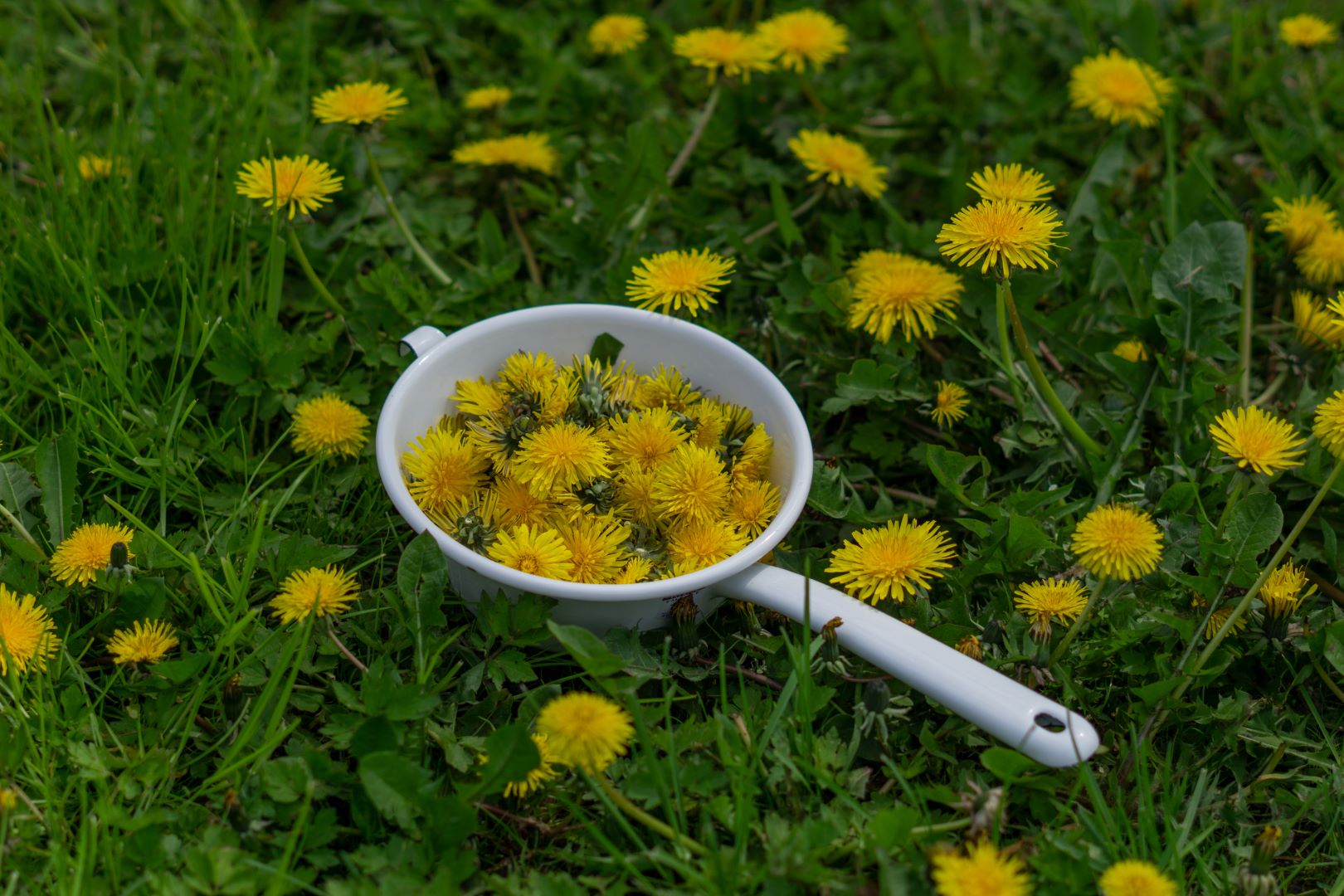 Löwenzahnblüten (daheeme) Löwenzahnblüten (daheeme)