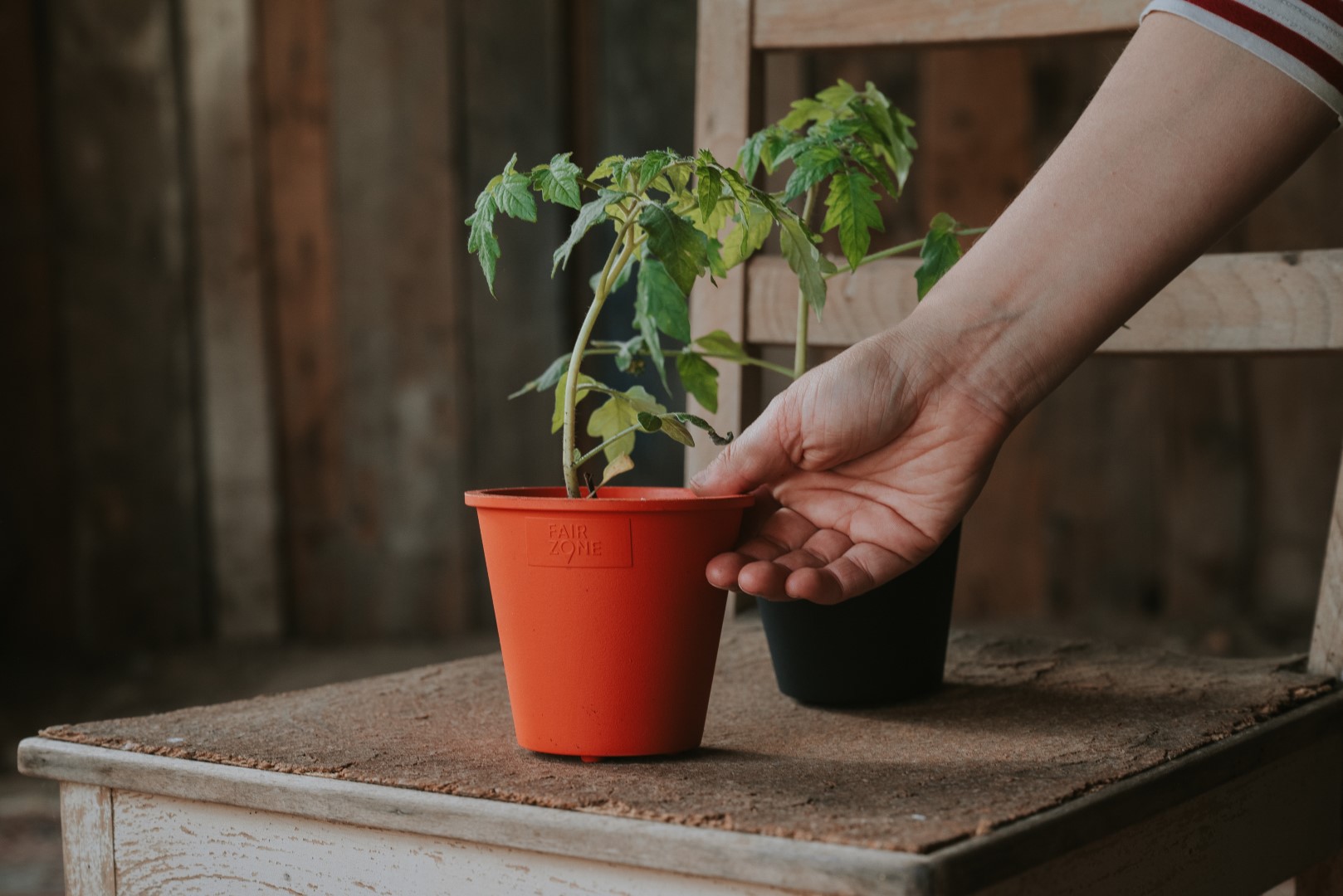 Naturkautschuk Anzuchttopf Tomaten