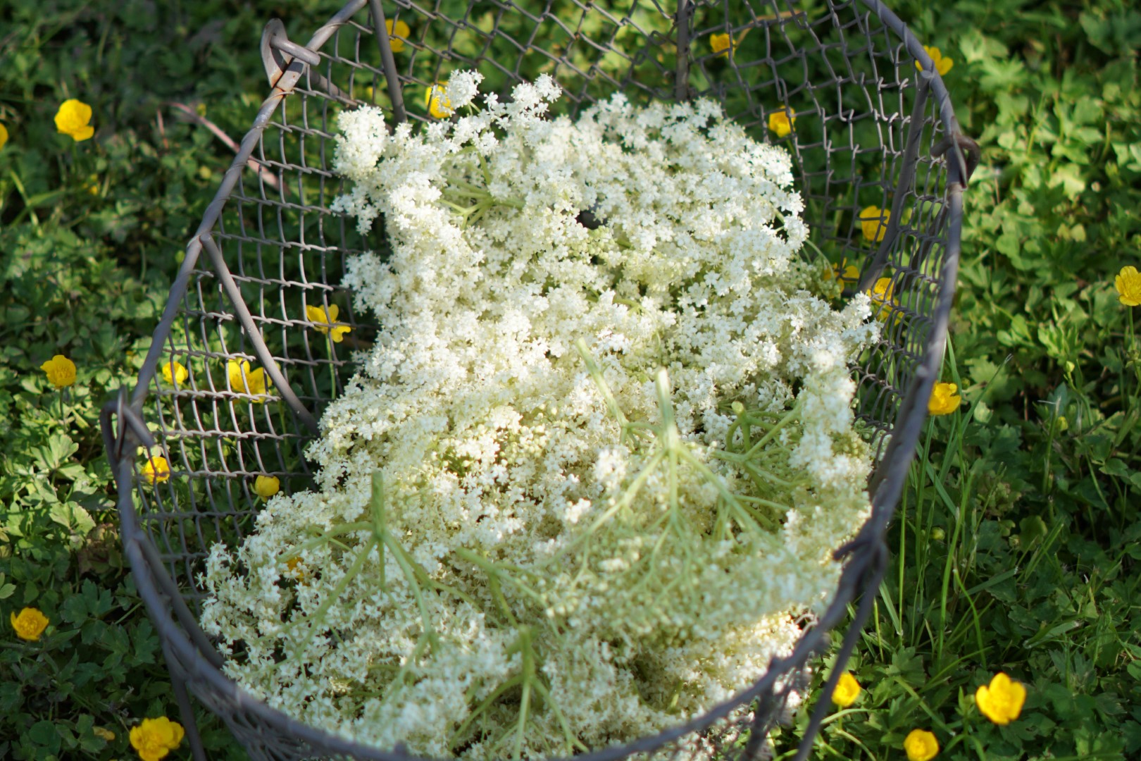 Selbstgemachter Holunderblütensirup
