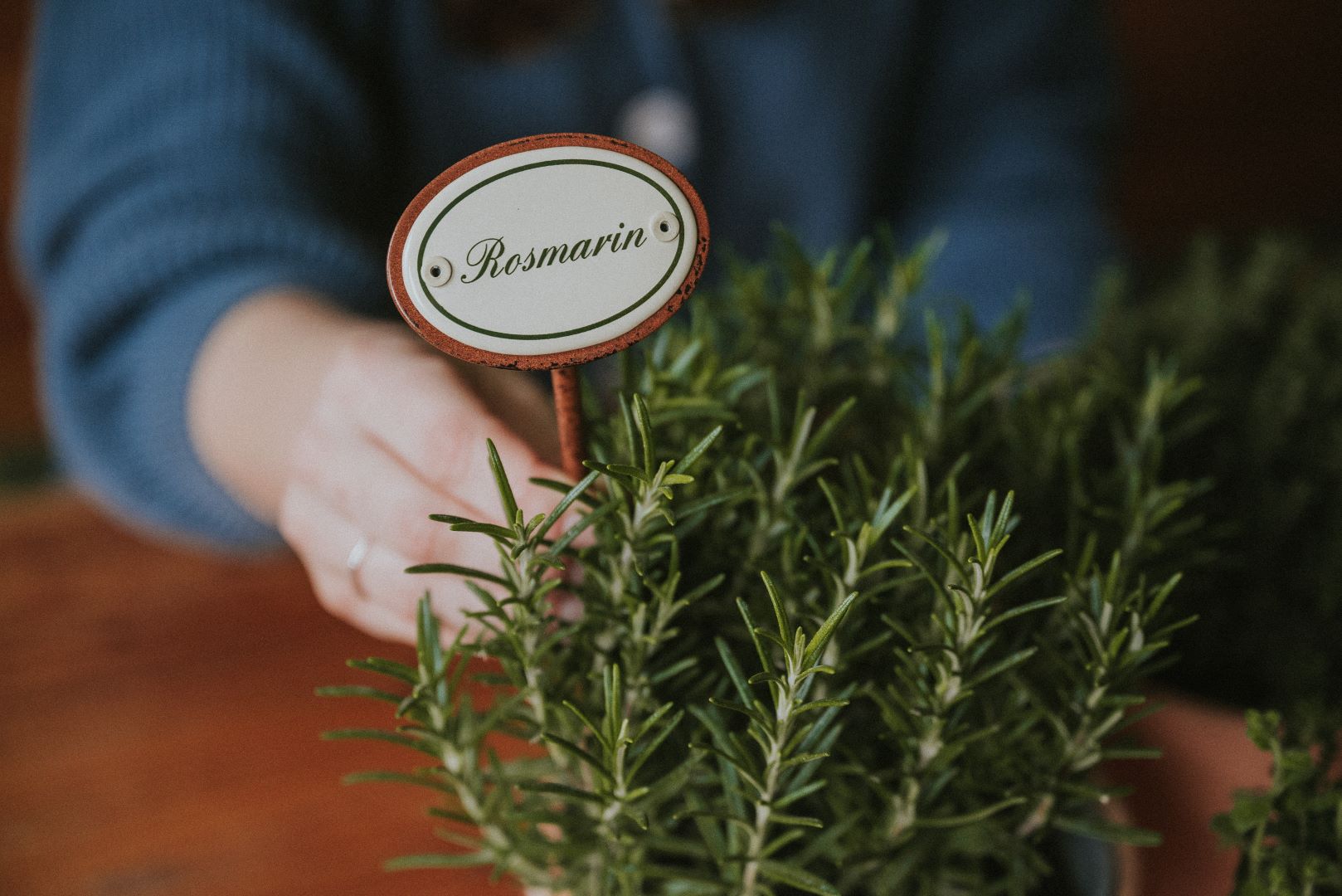 Kräuterstecker Rosmarin