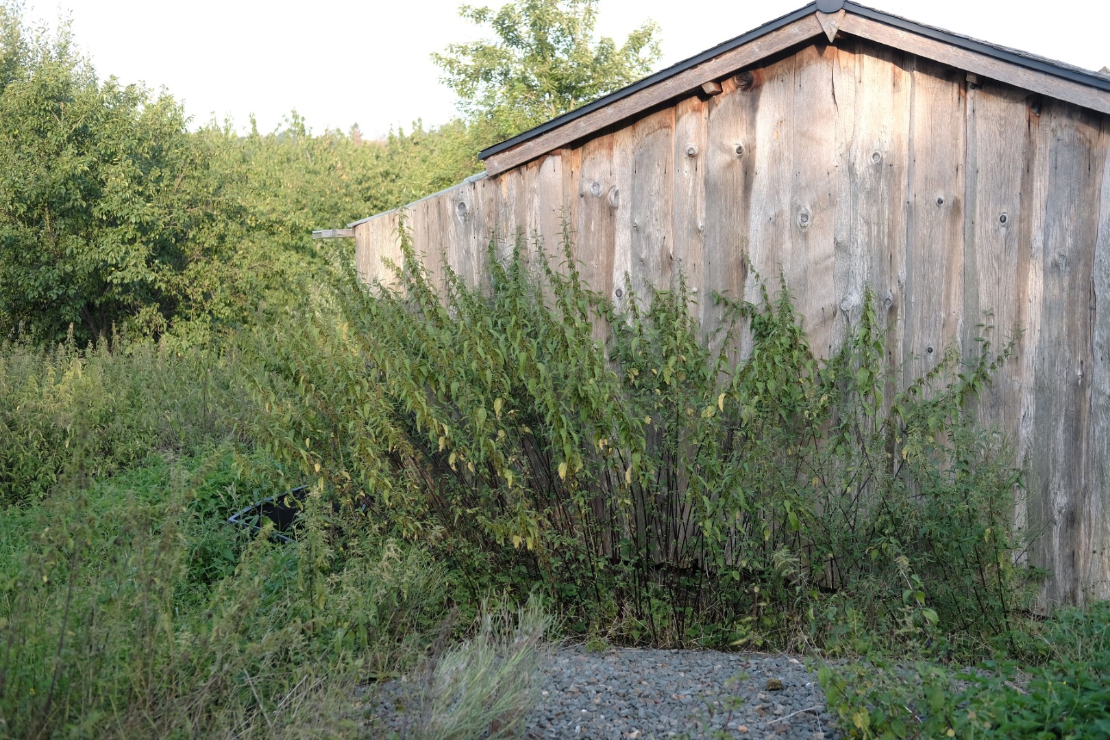 Wildkräuter bestimmen