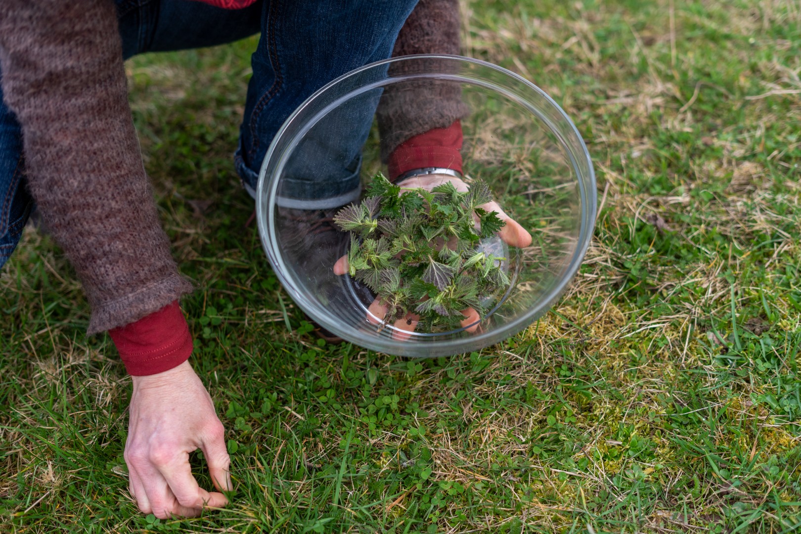 Wildkräuter sammeln