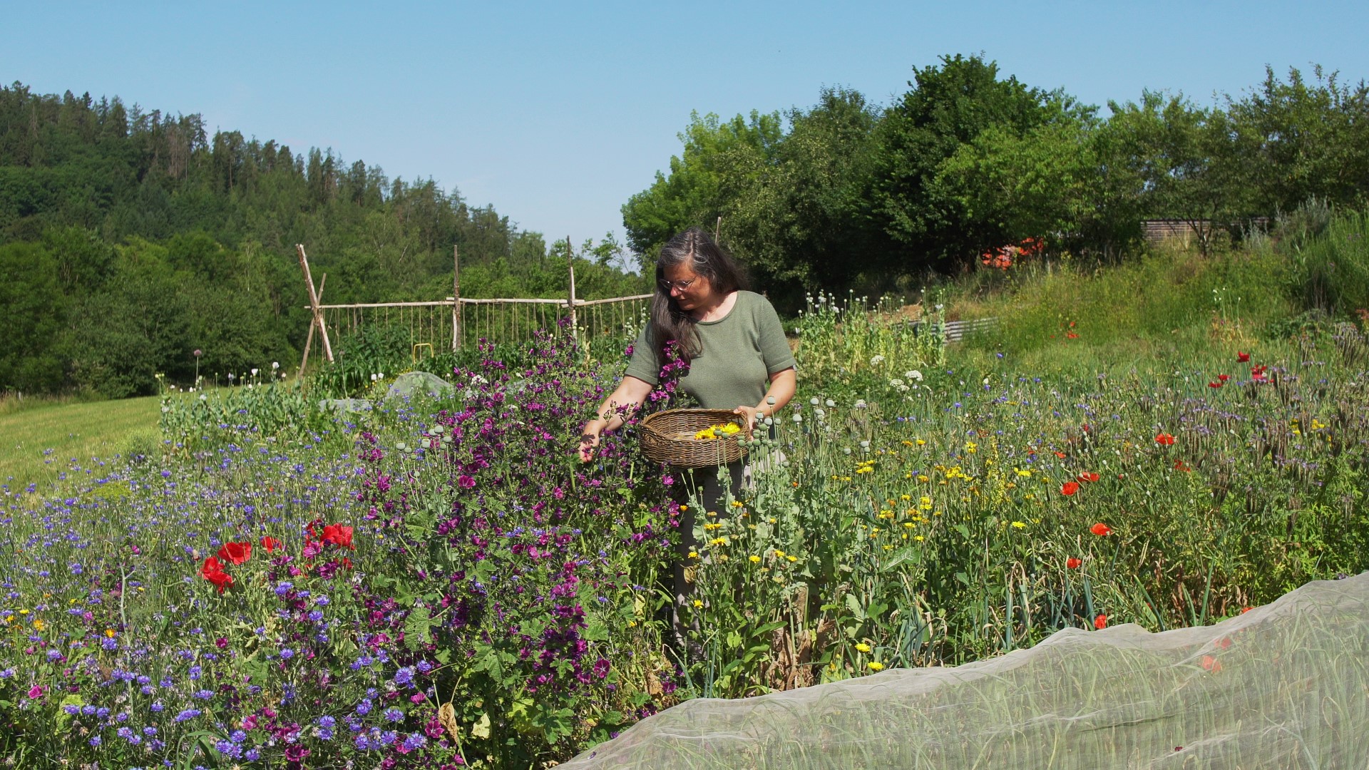 Bekannte Küchenkräuter und Blüten verarbeiten