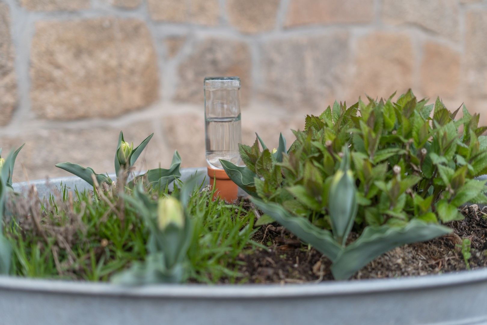 Tonkegel zur Pflanzenbwässerung in den Ferien