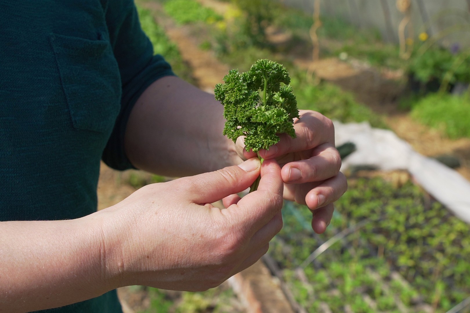 Küchenkräuter anbauen