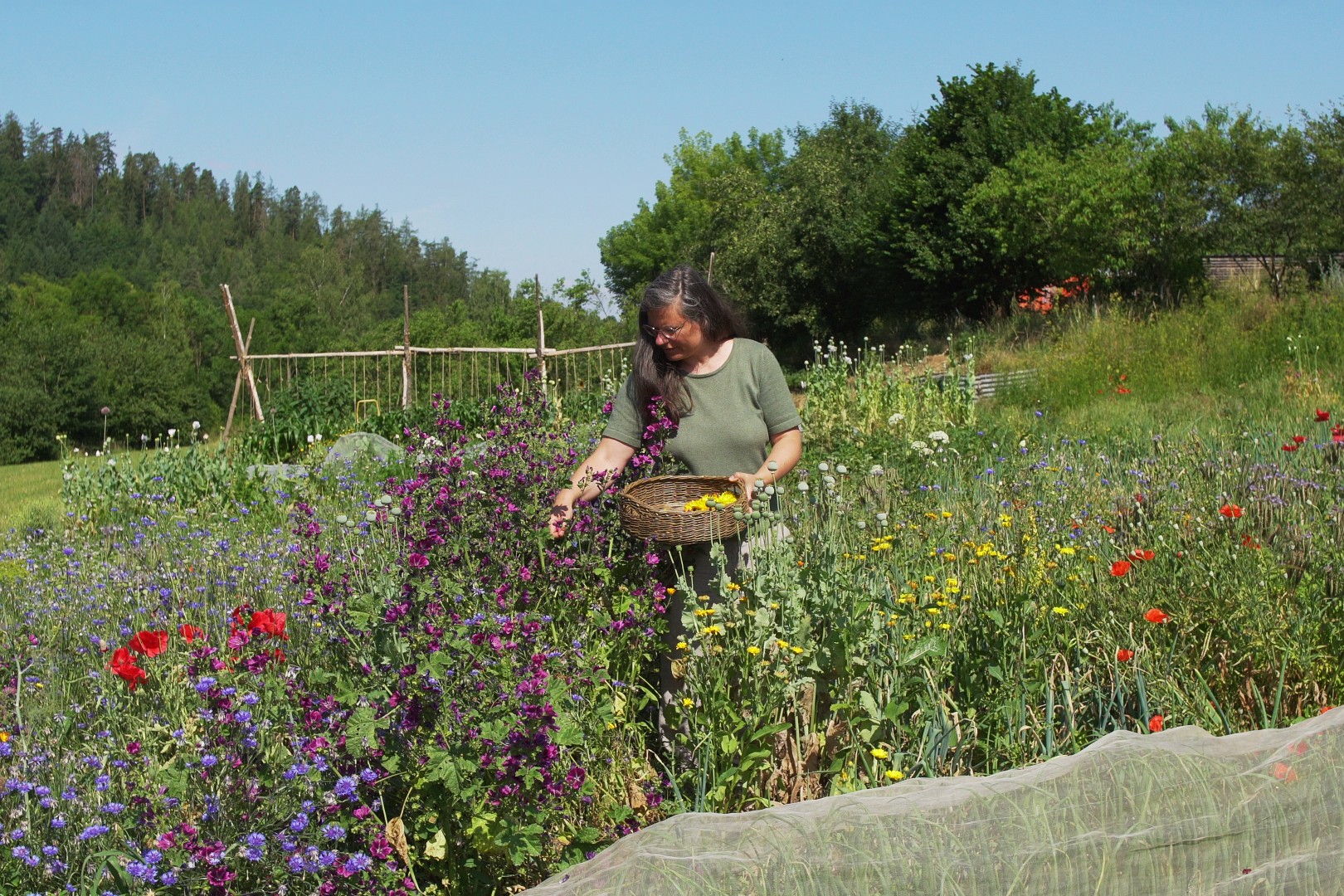 Onlinekurs Kräuter und Blüten
