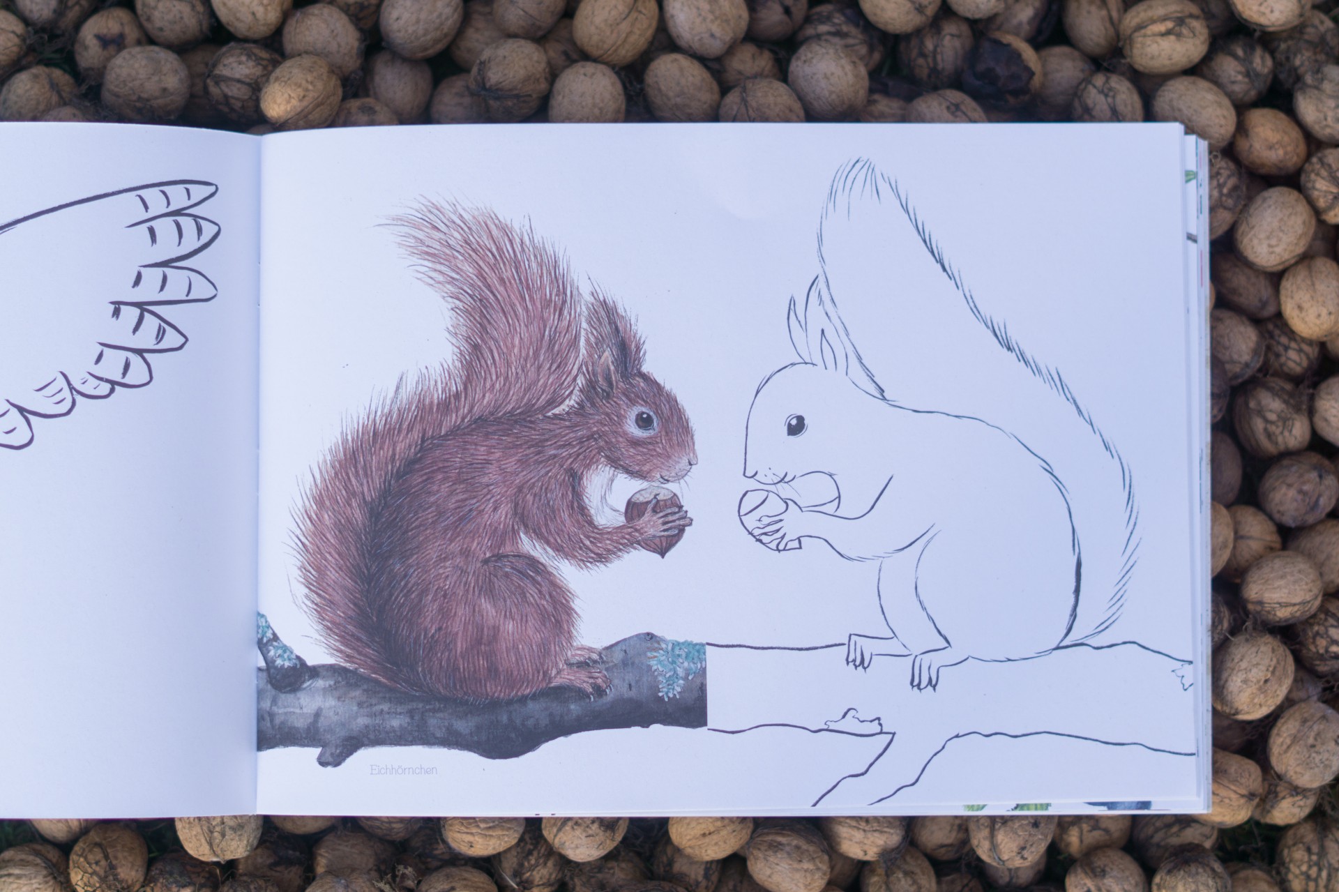 Naturmalbuch - Brigitte Baldrian Naturmalbuch Eichhörnchen