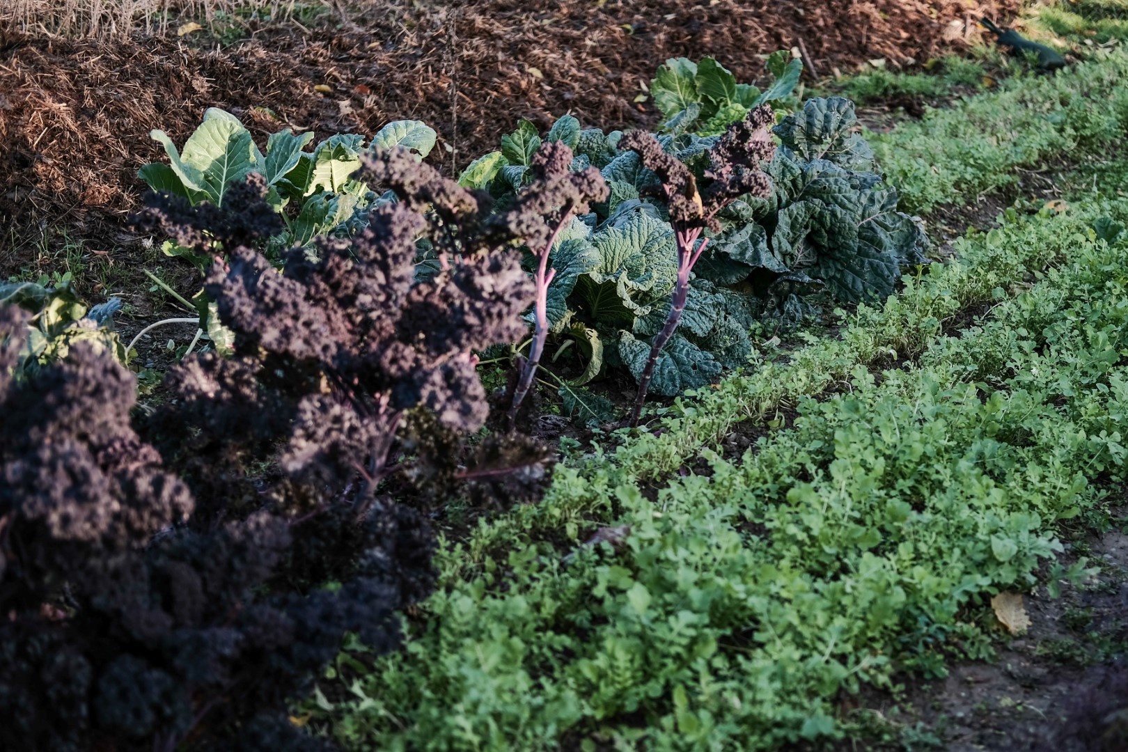 Kohl und Salatanbau Winter