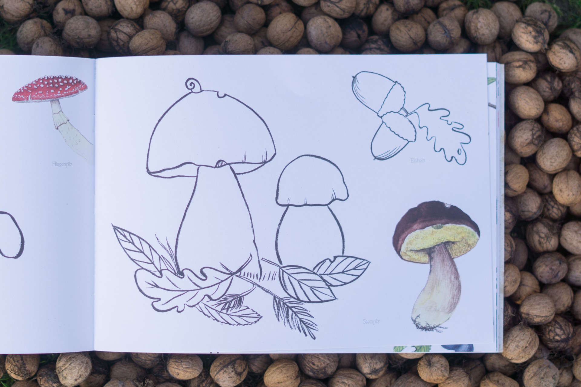Naturmalbuch - Brigitte Baldrian Malbuch mit Pilzen
