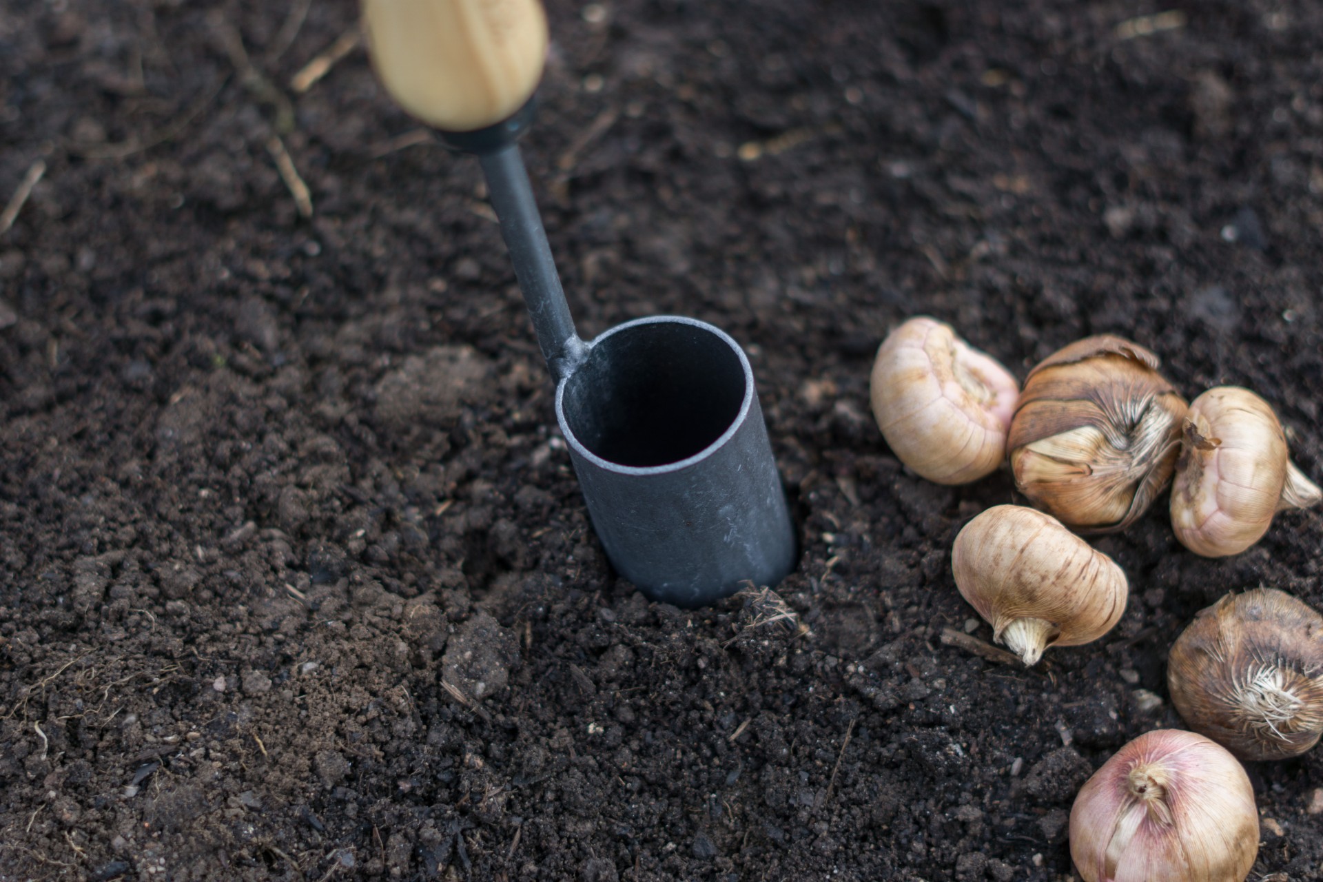 Zwiebelpflanzer Gartenwerkzeug Gartenwerkzeug Zwiebelpflanzer