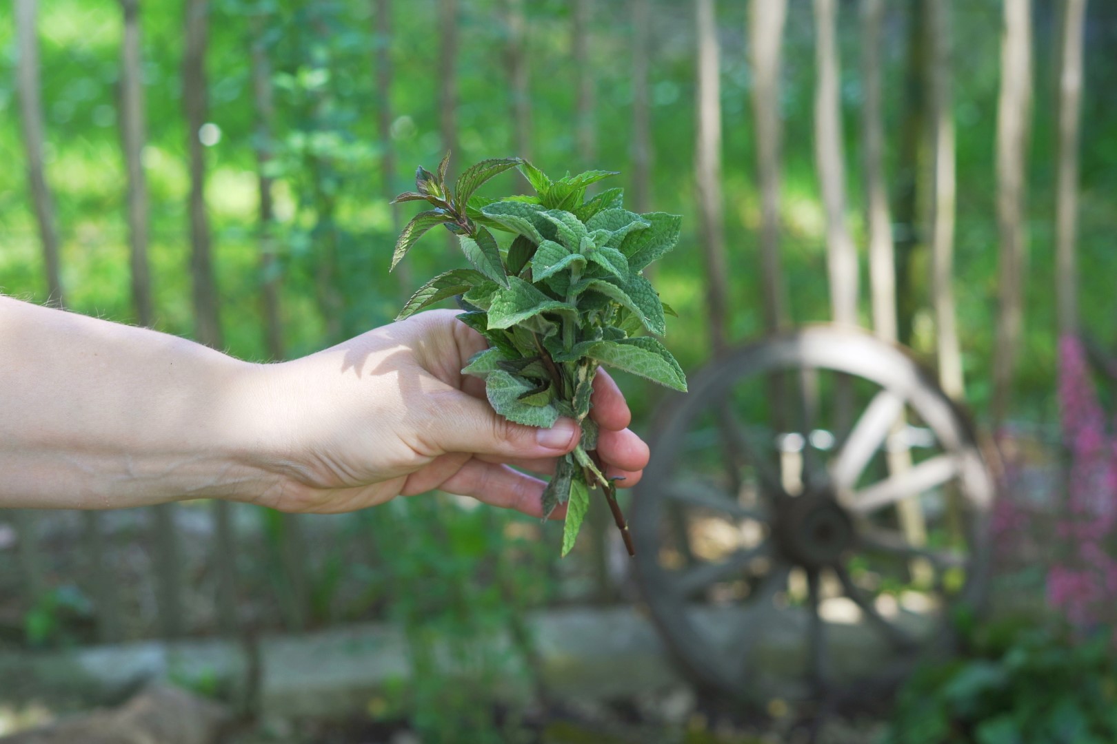 Verschiedene Minzsorten